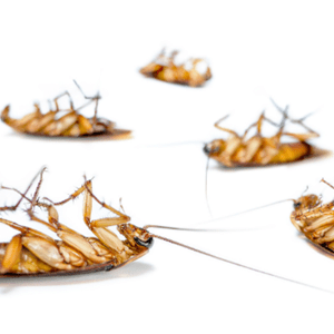 The Power of Pest Control: Say Goodbye to Annoying Pests in Romford!