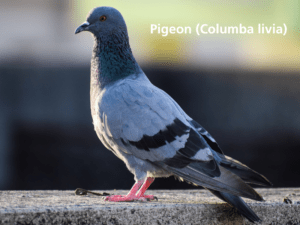 Pest Control Hertfordshire: Keeping Your Home and Family Safe